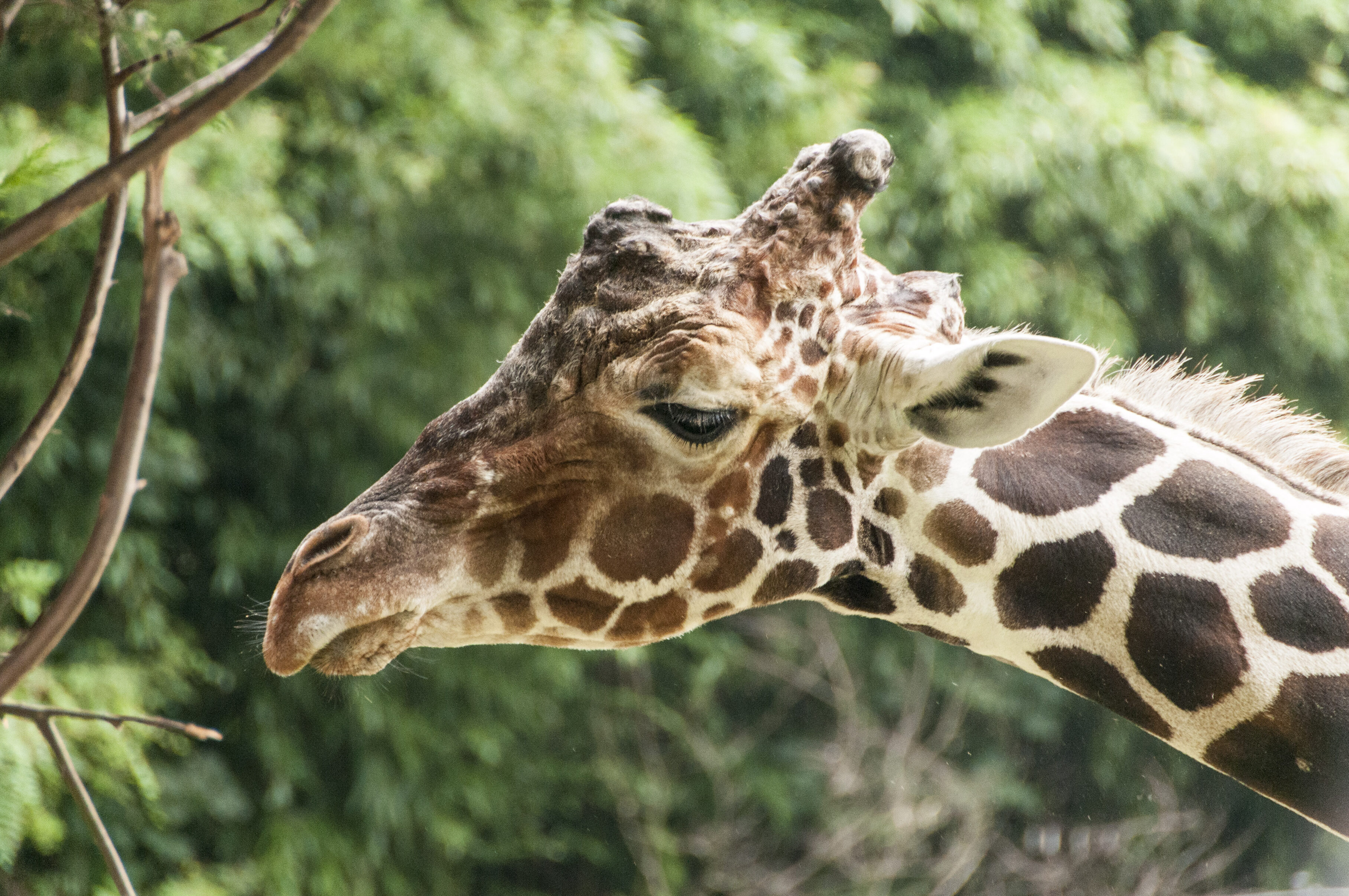Zoo Duisburg